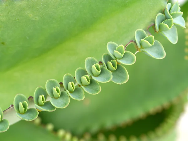 Primo piano dello stabilimento di Kalanchoe pinnata — Foto Stock