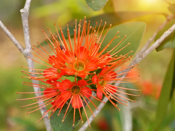 Červené Zlaté penda květina (Xanthostemon chrysanthus) — Stock fotografie