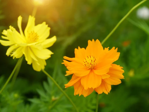 โคสโมสสีเหลือง ดอกไม้ส่ง โคสโมส — ภาพถ่ายสต็อก