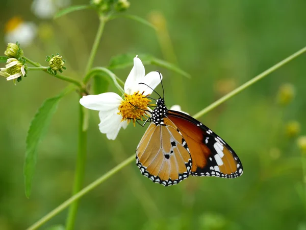 Farfalla arancione primo piano sul fiore . — Foto Stock