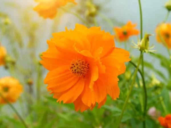 Amarelo Cosmos flor — Fotografia de Stock