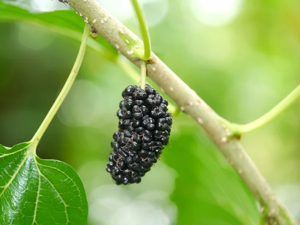 Fresh organic mulberry — Stock Photo, Image