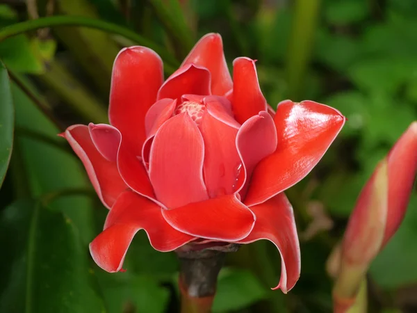 Bela flor de gengibre vermelho tropical — Fotografia de Stock