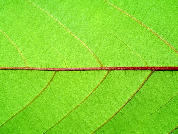 Close-up van textuur van groene blad. — Stockfoto