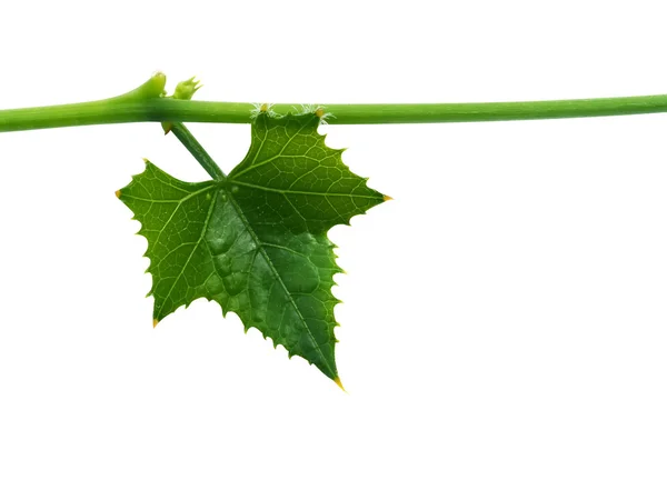 Green ivy leaf on white background. — Stock Photo, Image