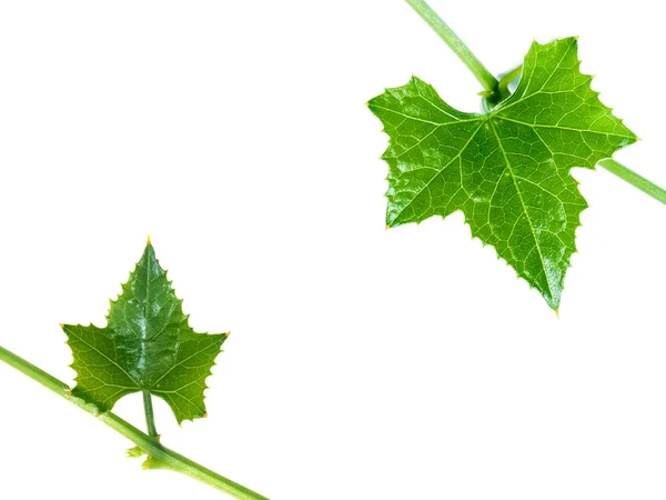 Green ivy leaf on white background. — Stock Photo, Image