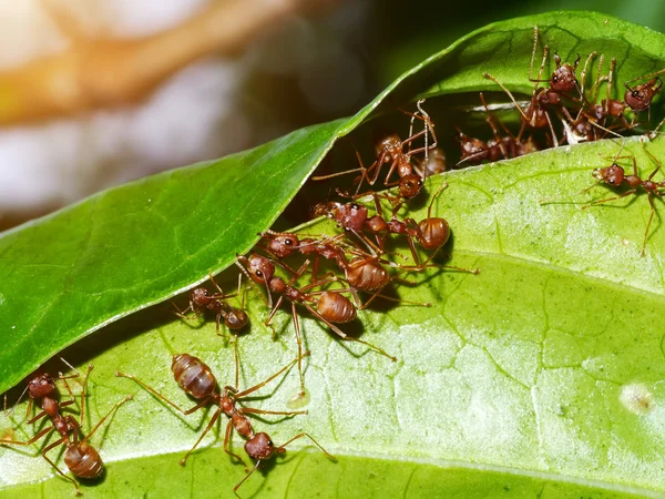 统一的蚂蚁 — 图库照片