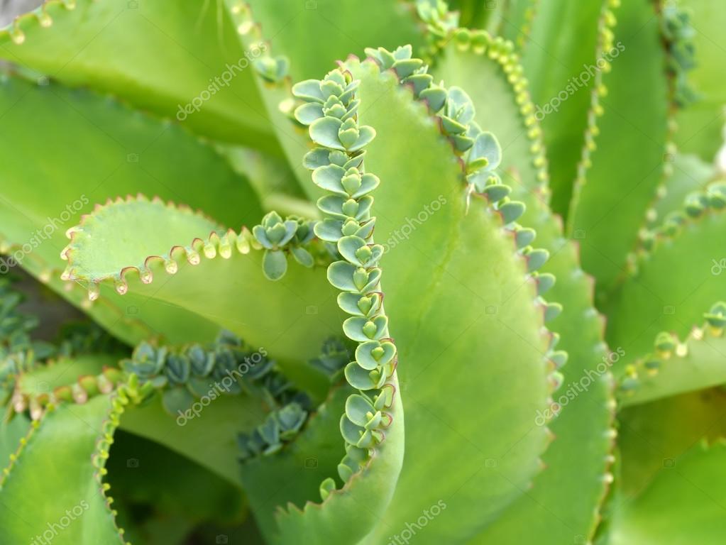 KALANCHOE PINNATTA PDF KALANCHOE PINNATTA PDF