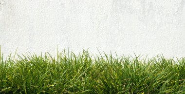 Eski beyaz duvar ve yeşil çimen