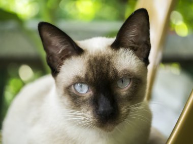 Yumuşak odak resim kedi yüz siyah bir burnu olan izliyor.