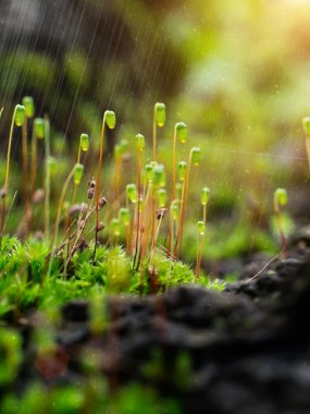 Yağmur in fotoğraflı Cape iş parçacığı-moss unfocus.