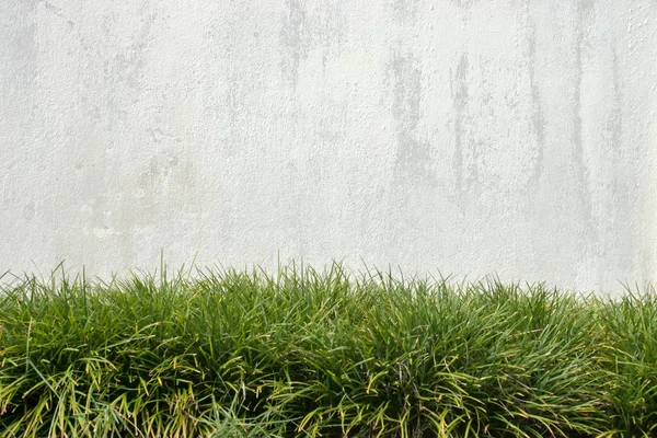 Oude witte muur en groen gras — Stockfoto