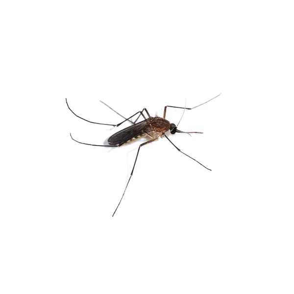 Close-up of a mosquito on white background. — Stock Photo, Image