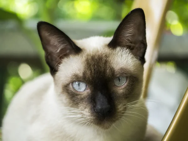 Mjukt fokus bild av Cat ansikte med en svart näsa tittar. — Stockfoto