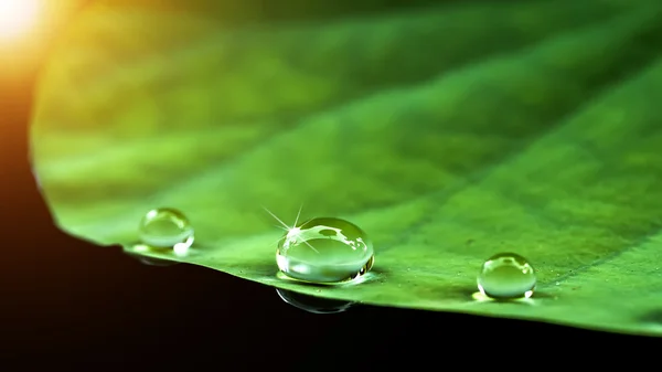 Gota de agua en la hoja de Loto . —  Fotos de Stock