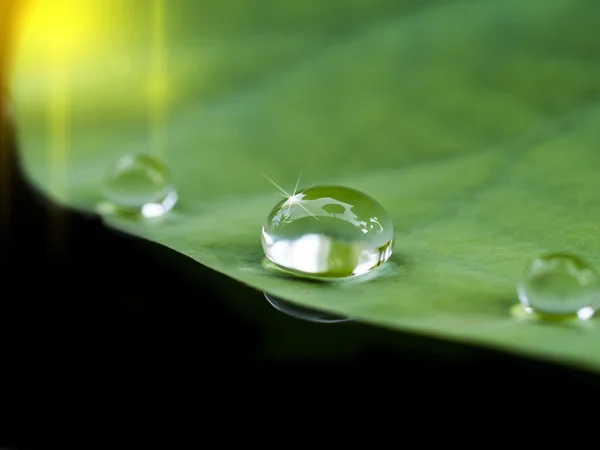 Gota de agua en la hoja de Loto . —  Fotos de Stock