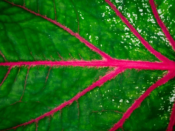 Color verde y rojo de las hojas de Caladium fondo . — Foto de Stock