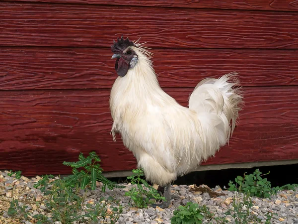 Frango branco e parede marrom . — Fotografia de Stock