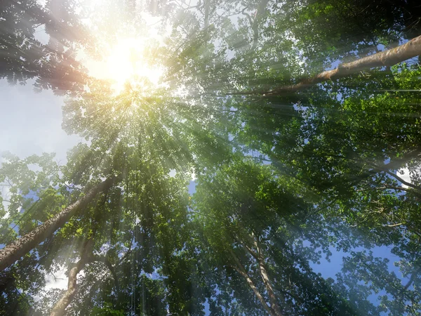 Natur grüner Baum mit Sonnenlicht und Nebel im Wald. — Stockfoto