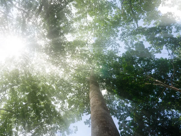Drzewo natura zielony światło słoneczne i mgła w lesie. — Zdjęcie stockowe