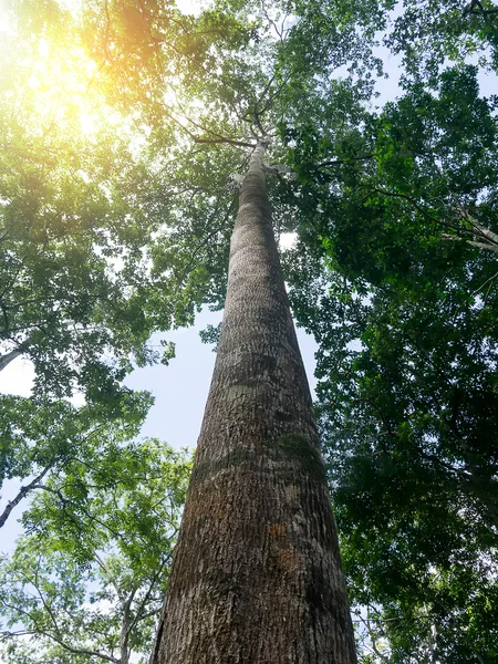 Natur grün Holz Sonnenlicht Hintergründe. — Stockfoto