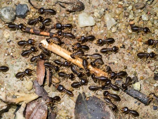 Reuze termiet (Macrotermes sp), soldaat — Stockfoto