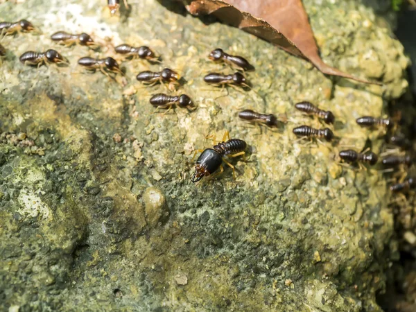 Reuze termiet (Macrotermes sp), soldaat — Stockfoto