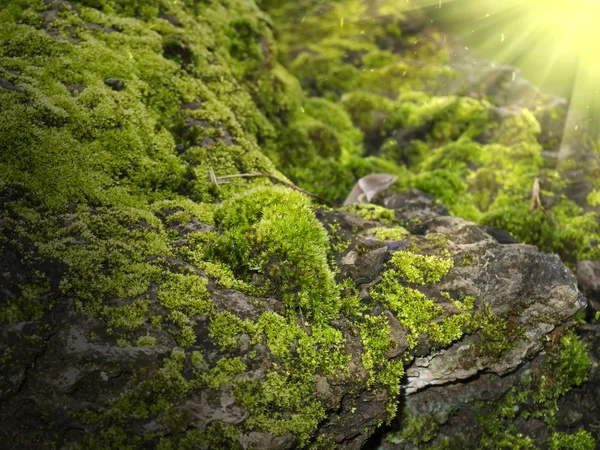 Casca e musgo com luz . — Fotografia de Stock