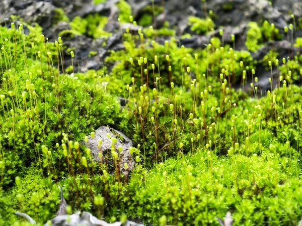 Makro foto av Cape tråd-moss, Orthodontium lineare — Stockfoto