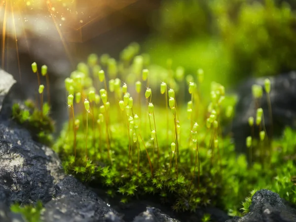 水と光とマクロ写真岬スレッド-moss さん. — ストック写真