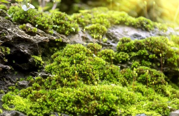 Soft focus image of Bark and moss with light. — Stock Photo, Image
