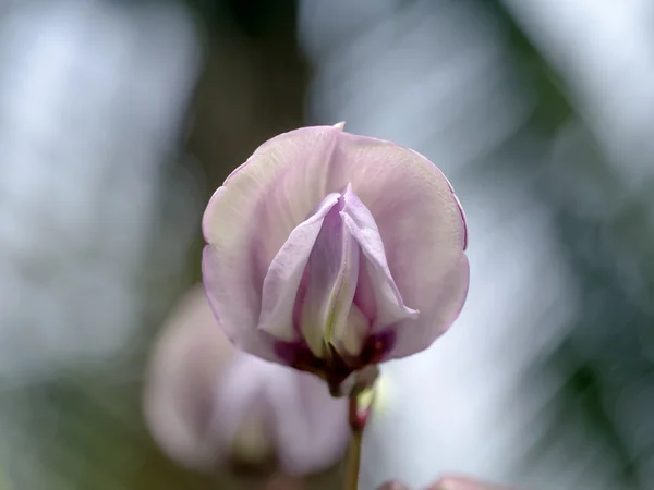 Winged bean flower on tree. — Stock Photo, Image