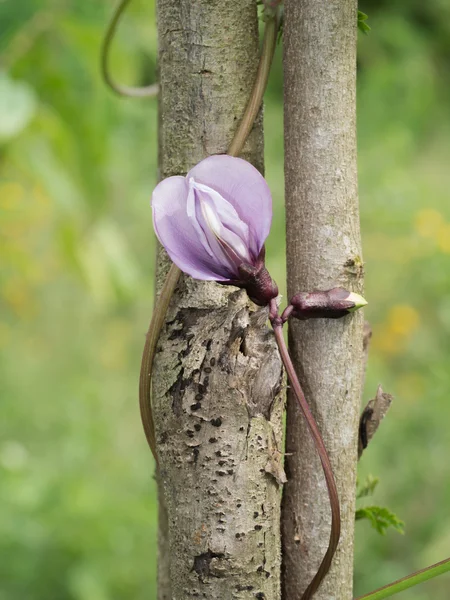 Fiore di fagiolo alato su albero . — Foto Stock