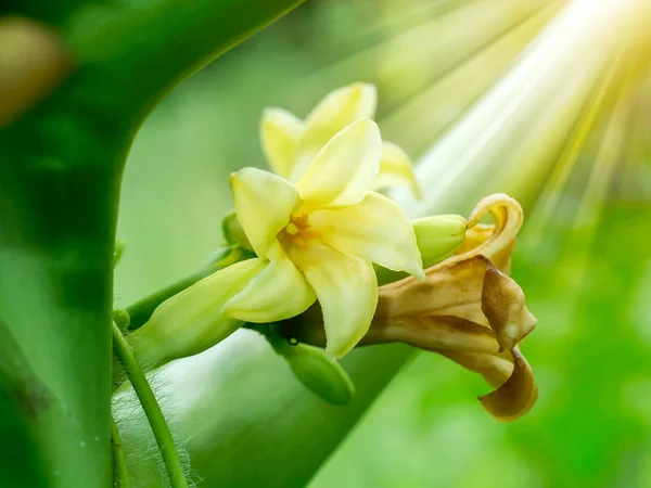 Papaya flower on tree with light. — Stock Photo, Image