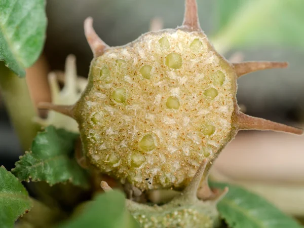 Nahaufnahme der Samen der Dorstenia-Pflanze. — Stockfoto