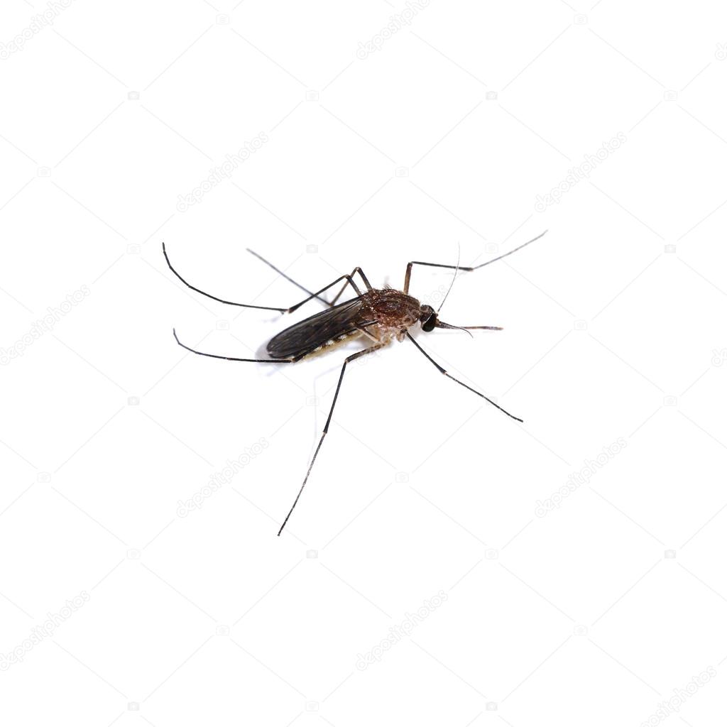 Close-up of a mosquito on white background.