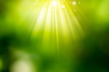 Güneşli soyut yeşil doğa arkaplanı.