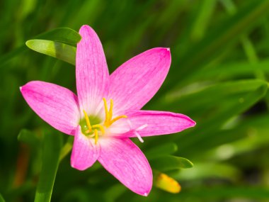Zephyranthes Lily, yağmur Lily, peri Lily, küçük cadı