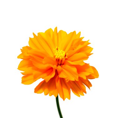 Beyaz arka planda turuncu cosmos çiçek..