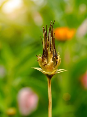 Cosmos tohum ağaç üzerinde.