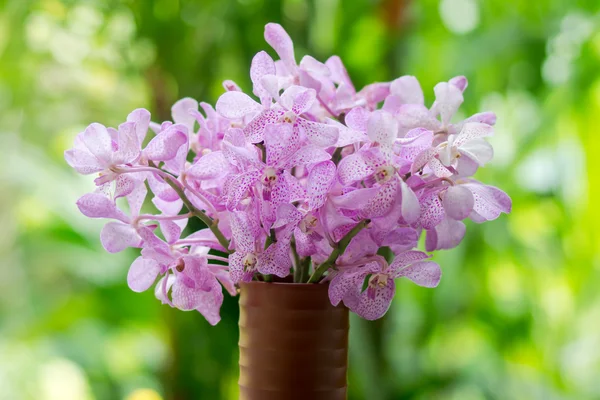 Purpurowe storczyki w ogrodzie — Zdjęcie stockowe