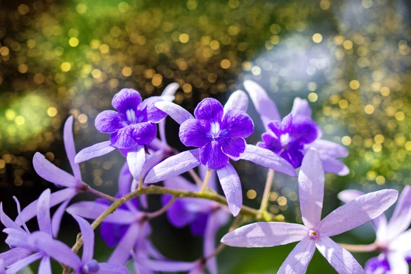 Petrea Flowers. (Queen's Wreath, Sandpaper Vine, Purple Wreath) — Stock Photo, Image