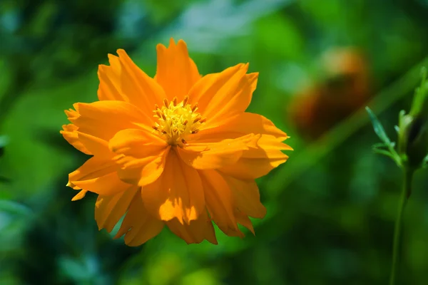 橙色波斯菊花卉在花园里. — 图库照片