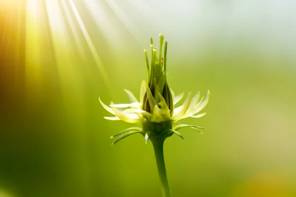 Cosmos seeds with light. — Stock Photo, Image