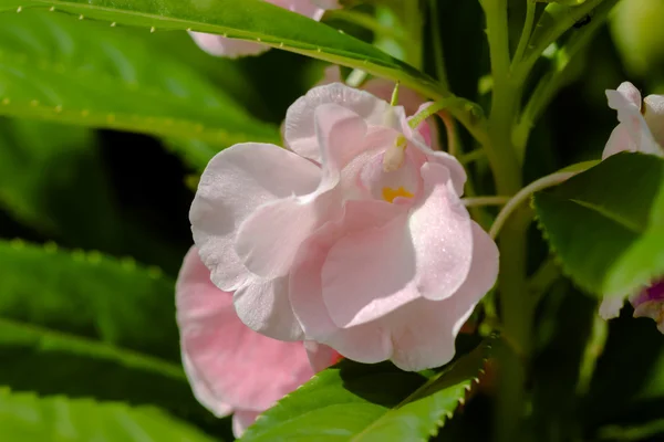 Blooming of pink Impatiens balsamina — Stock Photo, Image