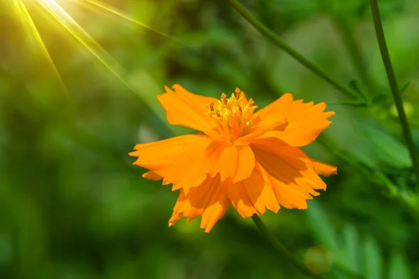 Orange cosmos flower in the garden. — Stock Photo, Image