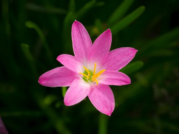 Lírio de zephyranthes, Lírio de chuva, Lily de fadas, Bruxas pequenas — Fotografia de Stock