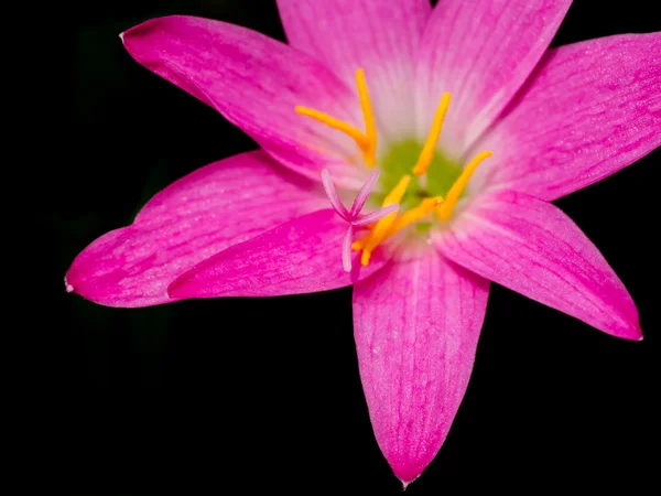 Lírio de zephyranthes, Lírio de chuva, Lily de fadas, Bruxas pequenas — Fotografia de Stock