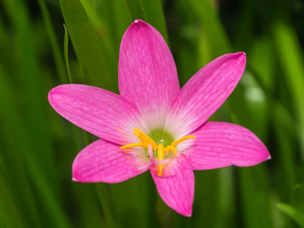 Zephyranthes Лілія, дощ лілії, Лілія фея, мало відьми — стокове фото