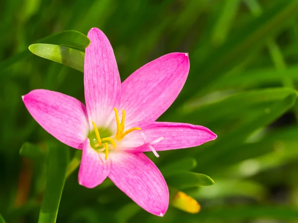 Zephyranthes Lirio, Lirio de lluvia, Lirio de hadas, Pequeñas brujas —  Fotos de Stock